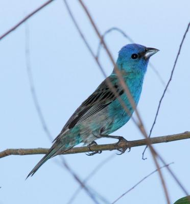 Indigo Bunting male - flash 4