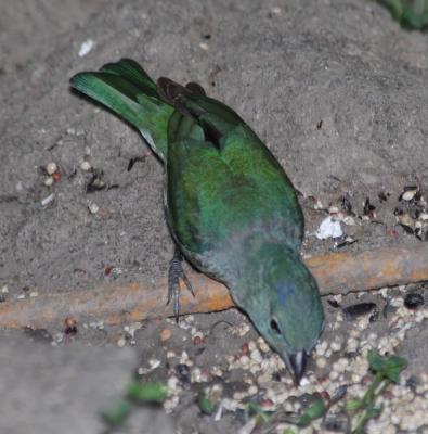 Painted Bunting - flash  6/14