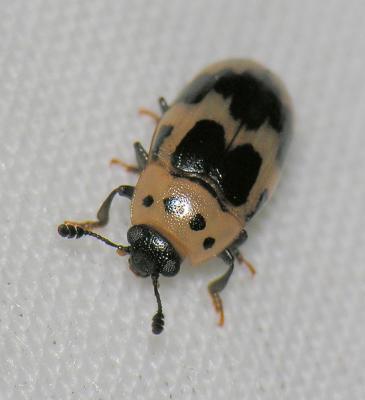  Four-Spotted Fungus Beetle - Ischyrus quadripunctatus