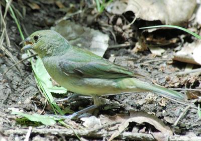 Painted Bunting - sunlight 2