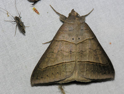 8750  Common Ptichodis - Ptichodis herbarum