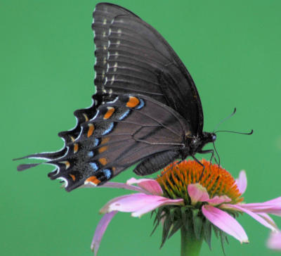Eastern Tiger Swallowtail (black form) female 2