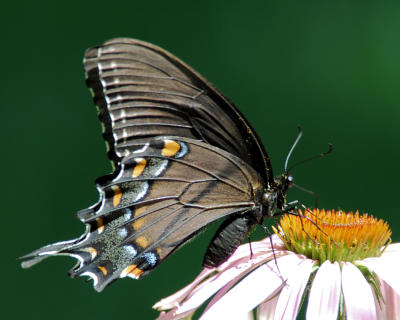Eastern Tiger Swallowtail (black form) female 3