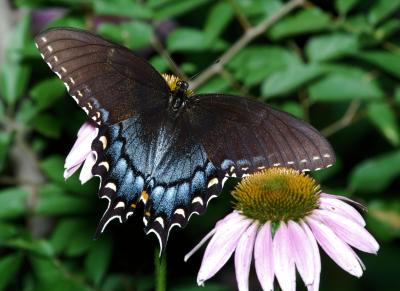 Eastern Tiger Swallowtail (black form) female