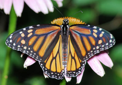Monarch female 1