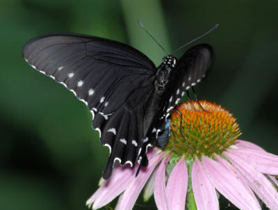 Pipevine Swallowtail female