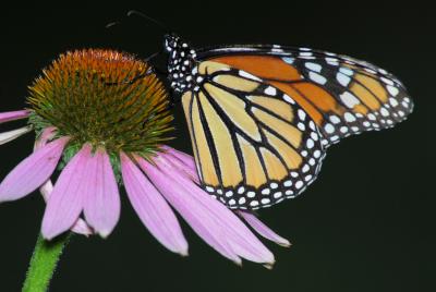 Monarch female 2