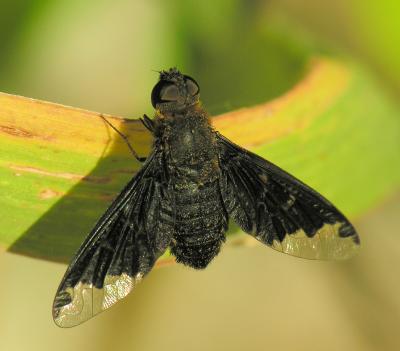 Bee fly - Genus Hemipenthes
