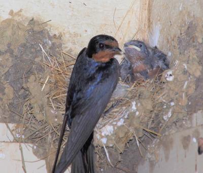 Barn Swallow