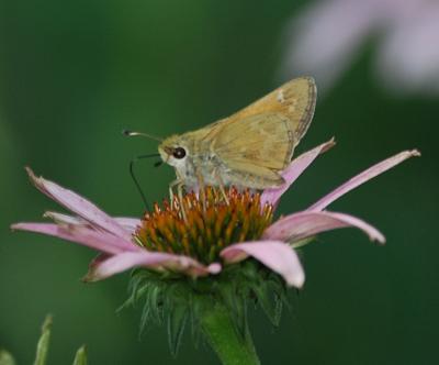 Sachem Skipper female