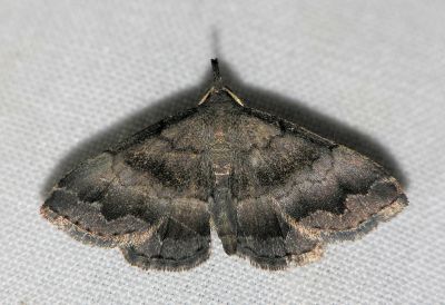 8364 Black-banded Owlet - Phalaenostola larentoides