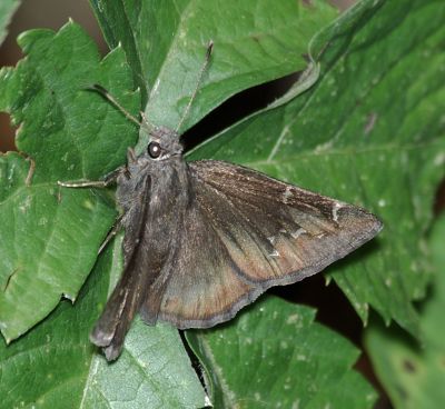 Southern Cloudywing Skipper (probably)