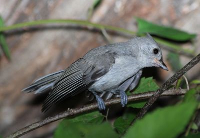 Young Tufted Titmouse begging