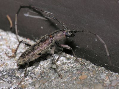 Unidentified Longhorn