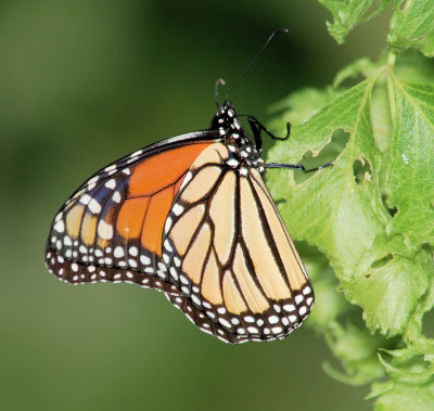 Monarch male 2