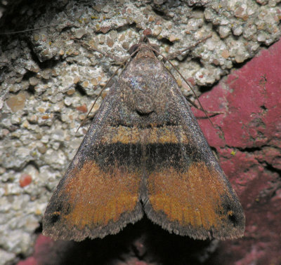 8614 Bulia deducta - female