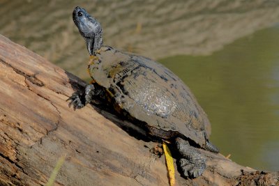 Red-eared Slider old adult male
