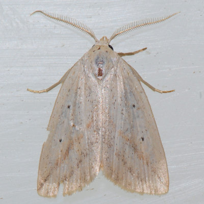 9819   Oblique Grass Moth - Amolita obliqua