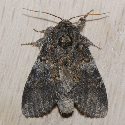 7920 Angulose Prominent - Peridea angulosa