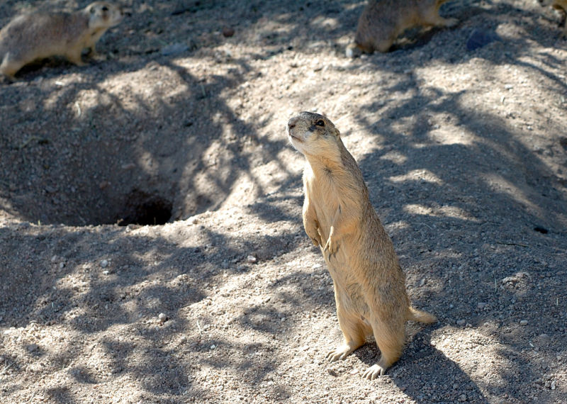 Ferocious wild prairie dogs DSC_6087.jpg