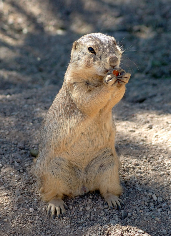 Ferocious wild prairie dogs DSC_6089.jpg