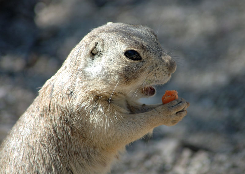 Ferocious wild prairie dogs DSC_6097.jpg
