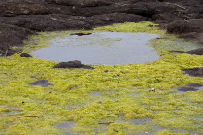 algae 1