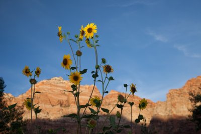 Zion sunflowers 1