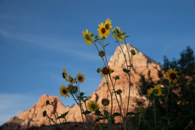 Zion sunflowers 2