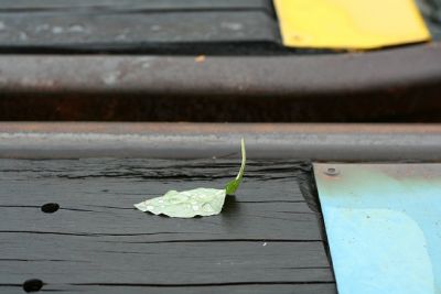 leaf on unused tracks at 주생역