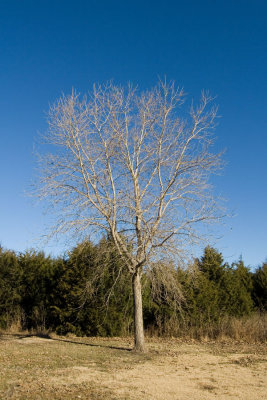 bare tree