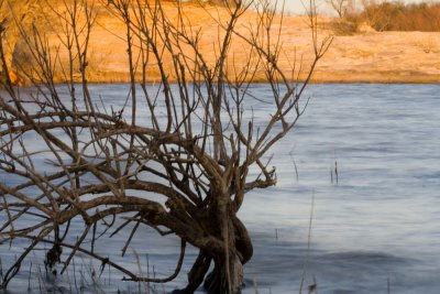 bare tree in water