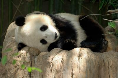 Sleeping Panda Mei Sheng