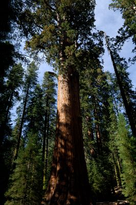 World Largest Tree