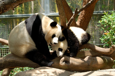 Panda Cub and Mom