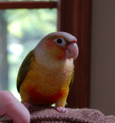 Louis_0003_small.jpg