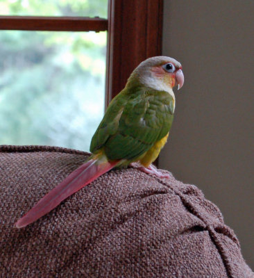 Louis_0001-small.jpg