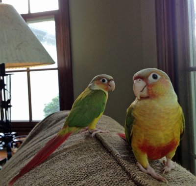 Conures_0538.jpg