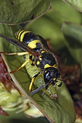 Wasp transporting its prey (a caterpillar)