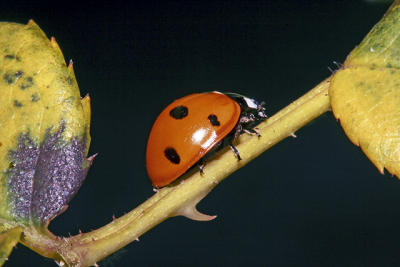 Ladybird on a rose tree