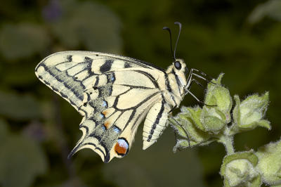 Butterfly  (Papilio machaon)