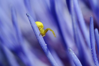 Small yellow spider (3 mm)  on artichoke  flower