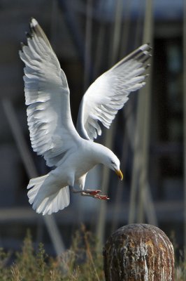 Seagull