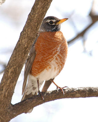 Turdus migratorius4.jpg