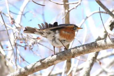 Turdus migratorius3.jpg