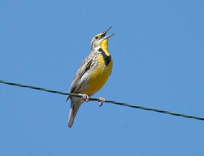 Sturnella neglecta4.jpg