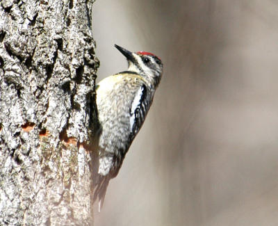 Picoides scalaris1.jpg