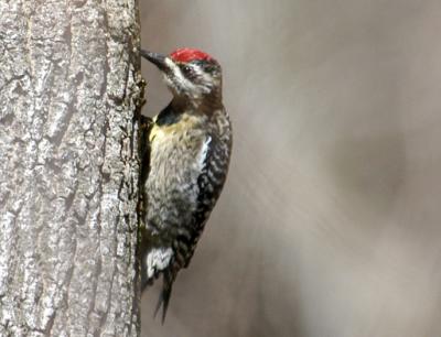 Picoides scalaris2.jpg
