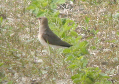 Pernice Mare186.jpg