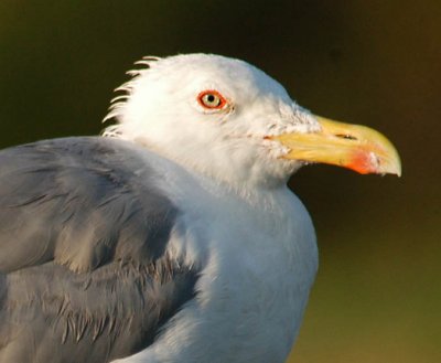 DSC_0108A.jpg